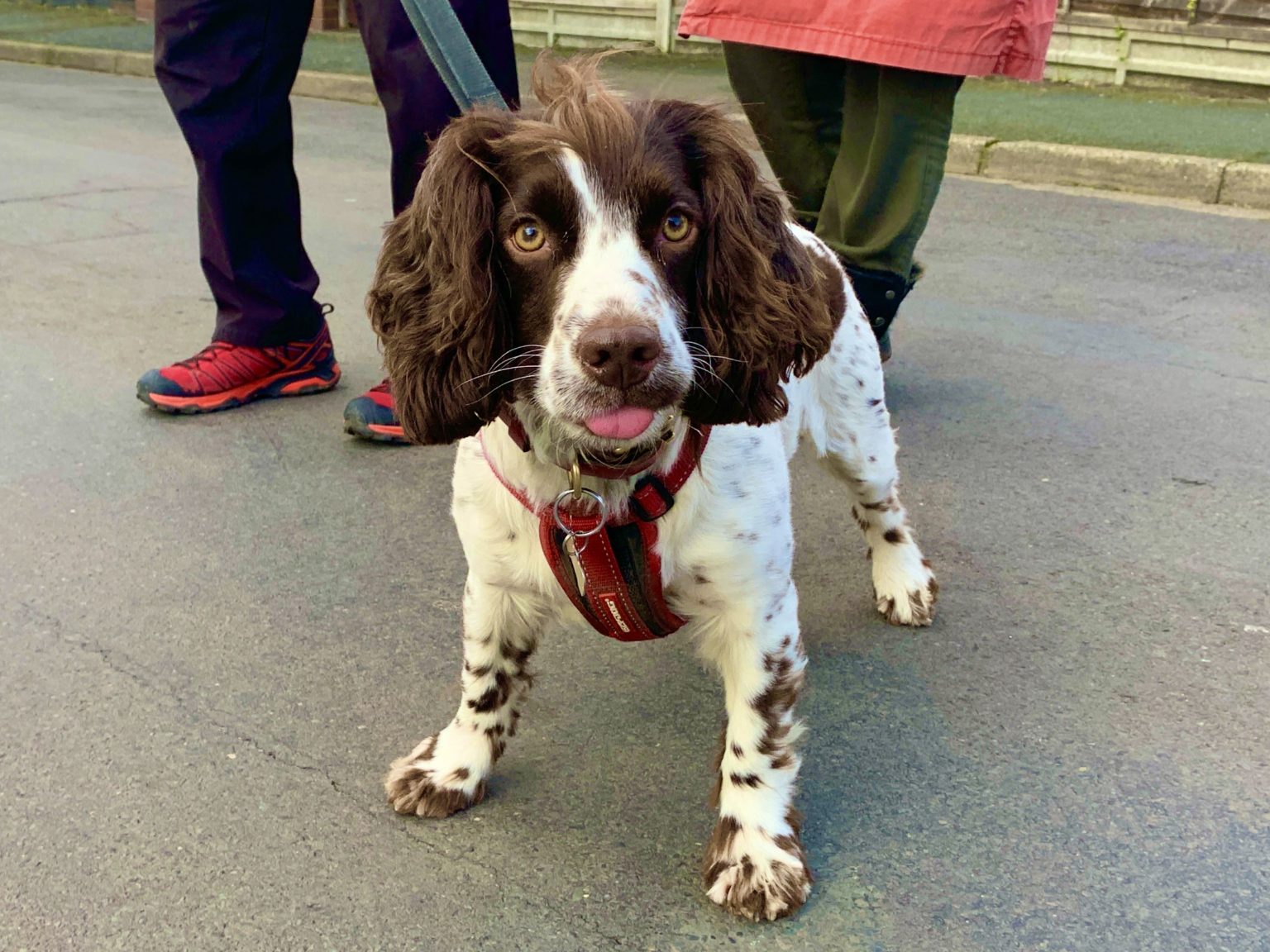 Training a Cocker Spaniel, success story - The Confident K9