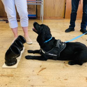 Scent detection training