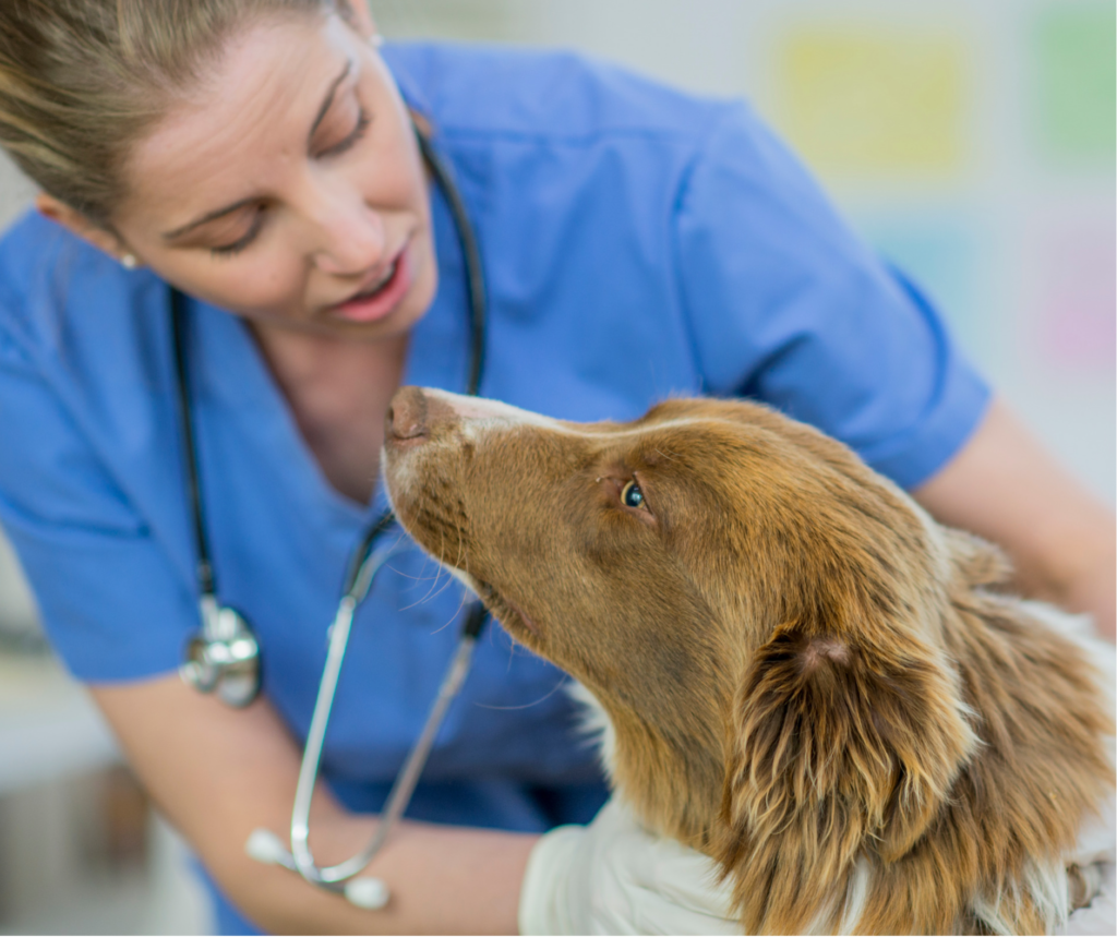 why-understanding-pain-in-dogs-and-veterinary-referrals-are-important