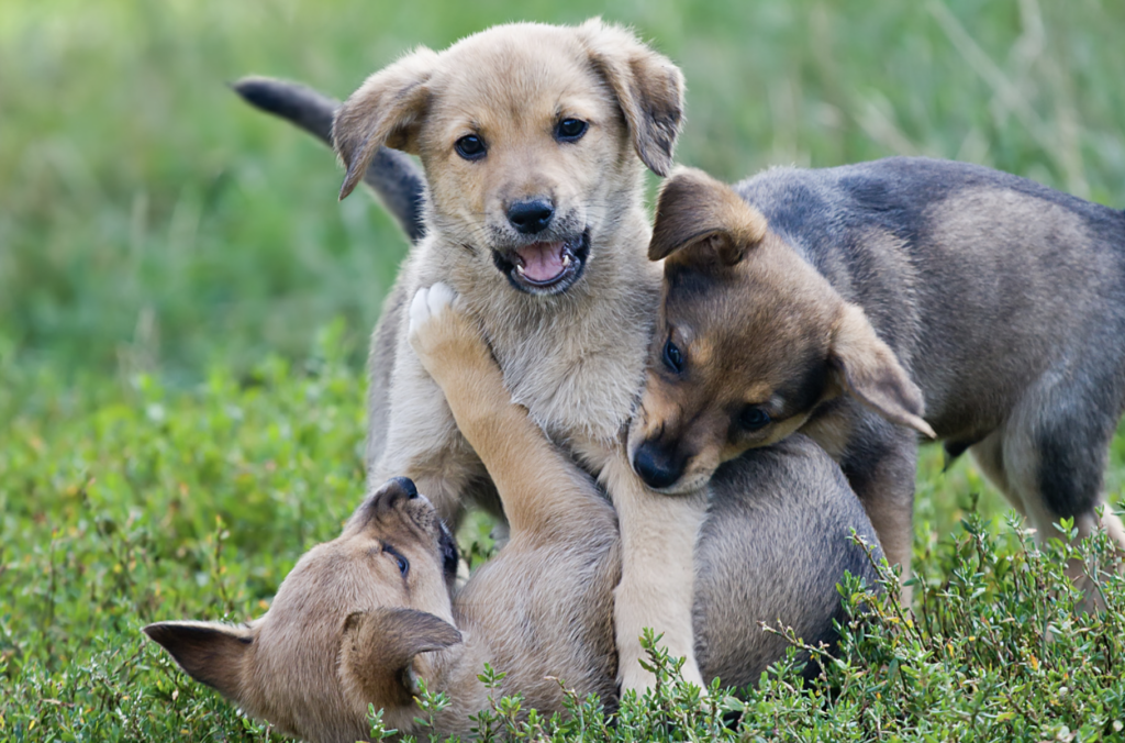 Puppy training