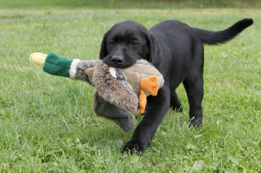 Puppy training