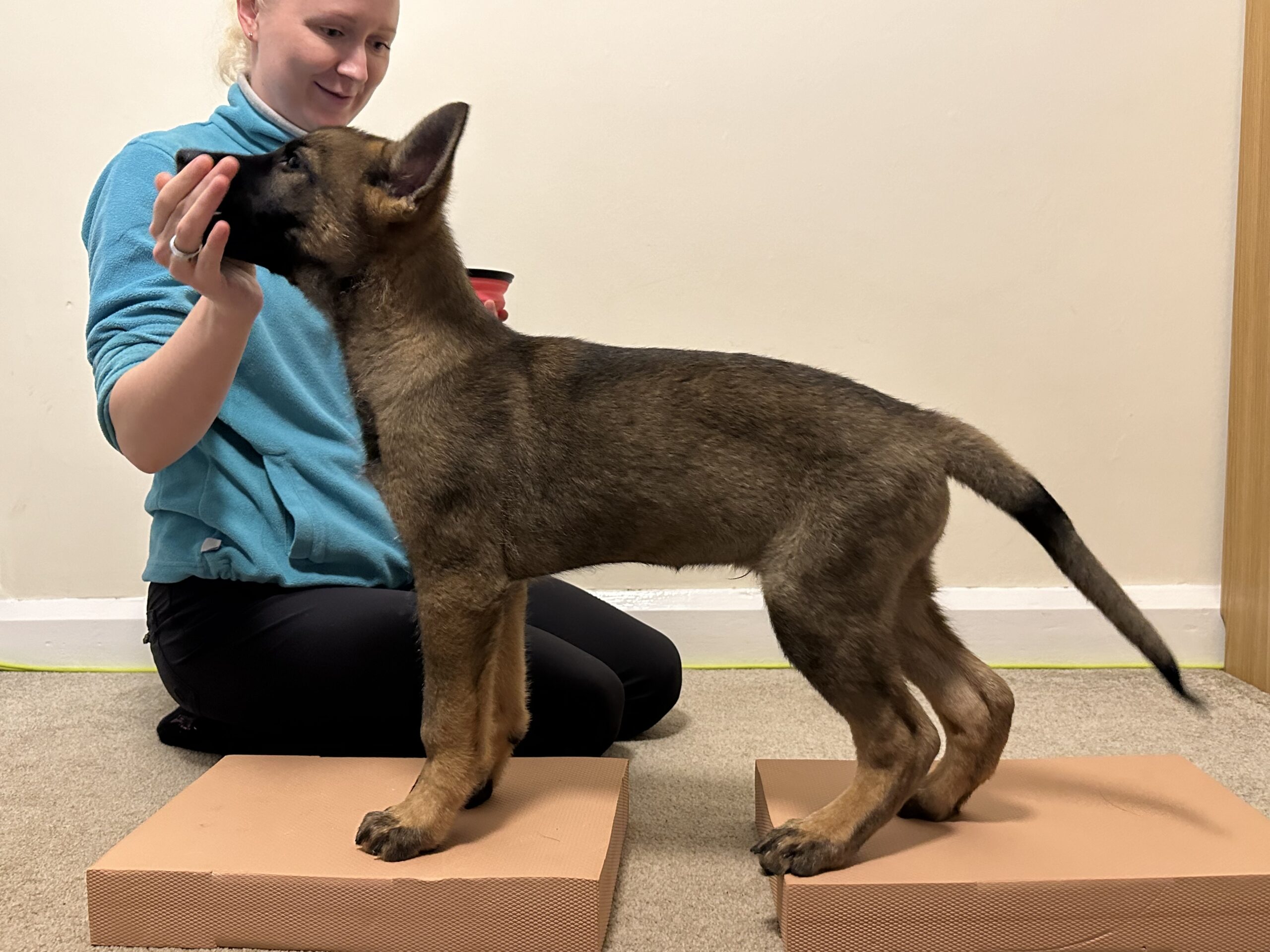 Veterinary physiotherapy session with puppy